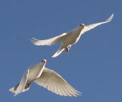 Two White Doves